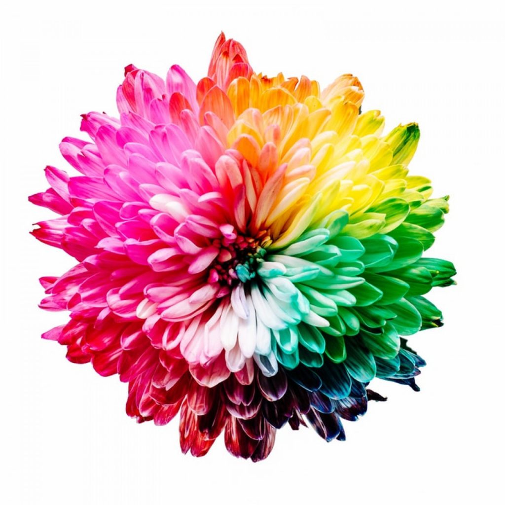 colourful flower with all ranges of colour