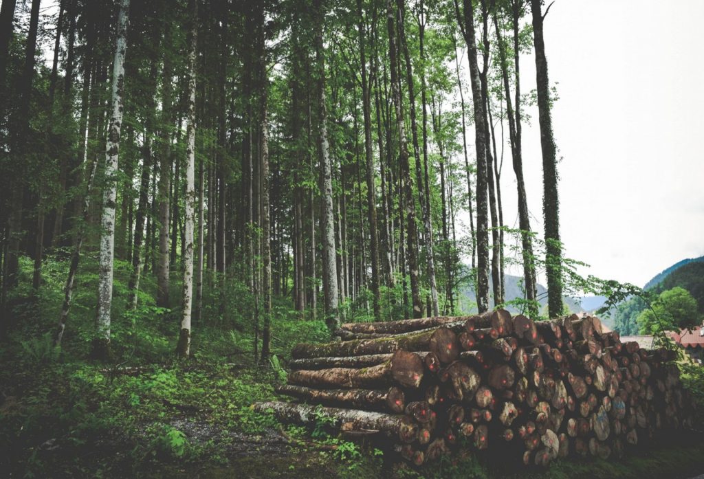 sustainable wood sourcing